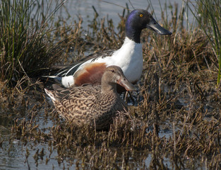 Northern Shoveler (Anas clypeata)