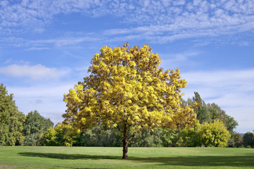 Yellow autumn tree in the park