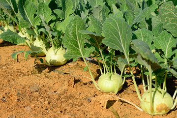 Kohlrabi