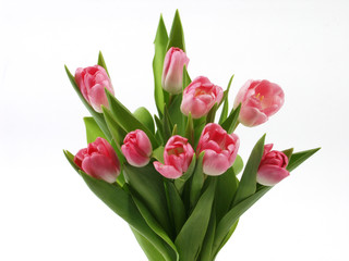 Pink tulips bouquet isolated on white background