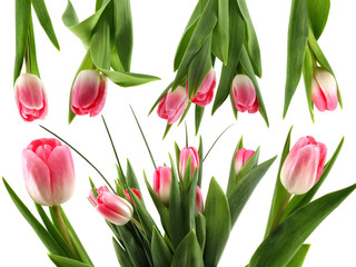 Pink tulips flower isolated on white background cutout