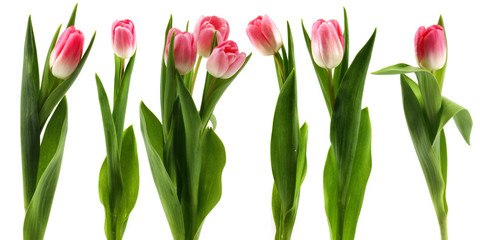 Pink tulips flower isolated on white background cutout
