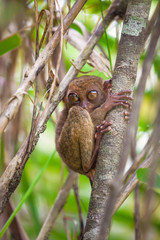 Small funny tarsier on the tree in the natural environment on