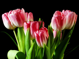 Pink tulips bouquet isolated on black background