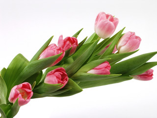 Pink tulips bouquet isolated on white background