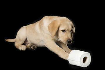 Beautiful Labrador retriever, isolated on black background