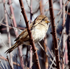 Sparrow