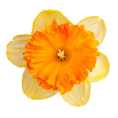 Bud blossomed daffodil yellow