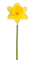 Yellow blossomed daffodil