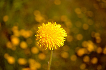 Yellow dandelion