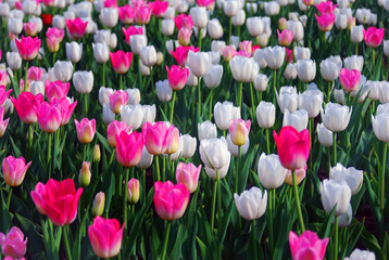 A field of white and pink tulips.