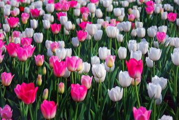 Obraz premium A field of white and pink tulips.