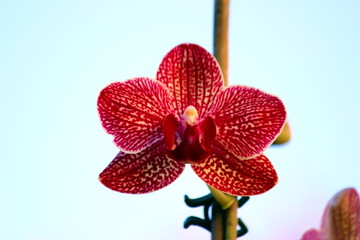 orchidea © ucius
