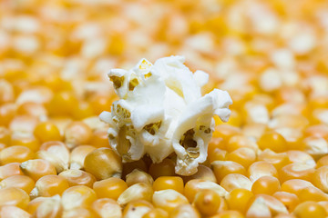 Popcorn on corn seeds