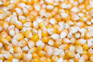 Corn seeds pattern