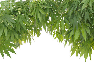 Hemp (cannabis)