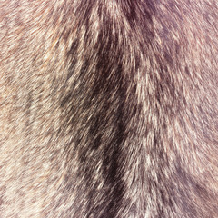 Fox fur texture closeup