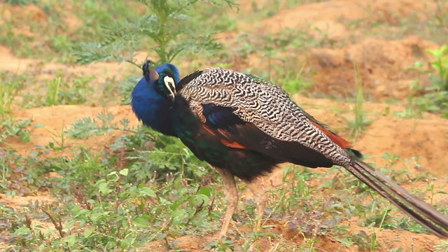 Peacock 1.Mumbai. India - March 2013.