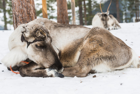 Reindeer lying in the snow