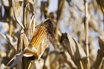 Ripe corn cob on plant © Takacs Szabolcs