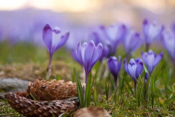 Photo sur Plexiglas Crocus Beau champ de crocus magenta. Crocus violets