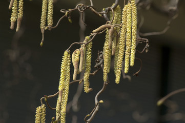 Haselnusskaetzchen; Corylus; avellana;