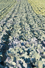 Cabbage field with different greens