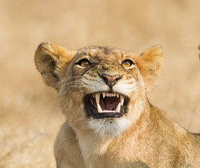Lion Snarling