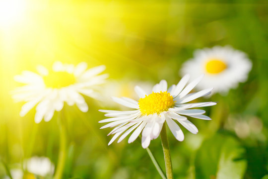 Daisy flower in grass