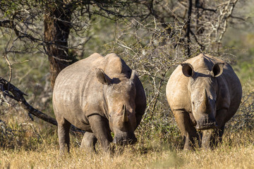 Obraz premium Rhinos Animal Wildlife