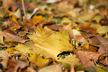 City park in autumn,getafe,madrid
