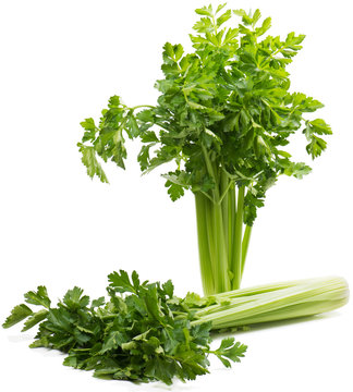 Celery (  Apium L. )