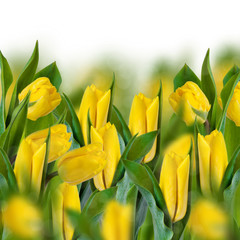 collage of yellow tulips on a white background