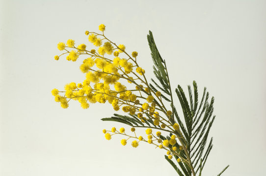 Silber-Akazie, Acacia dealbata, Bluehende,
