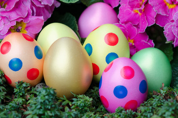 bunte Ostereier mit Primeln