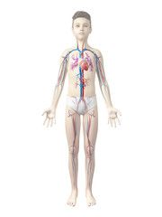 anatomy of a boy - the vascular system