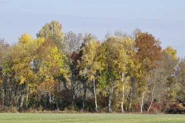 Sunny autumn color trees