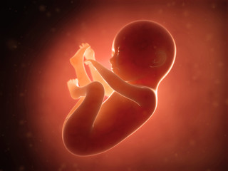 medical illustration of a human fetus month 6