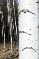 Naklejka premium Britch tree