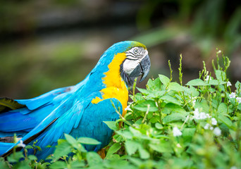 Blue and yellow macaw
