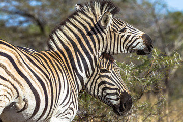 Fototapeta na wymiar Zebras Affections Animal Wildlife