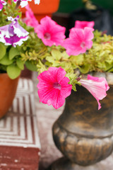 Petunia in the pot