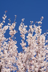 White blossom tree against a deep blue sky