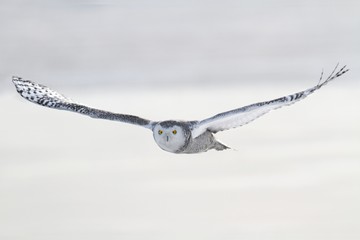 Snowy Owl (Bubo scandiacus) © Steve Byland