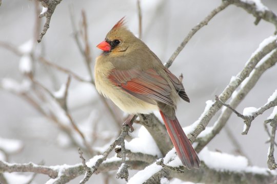 Female Cardinal In Snow