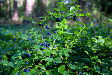 wild bush of blueberry with fruits in sunny forest