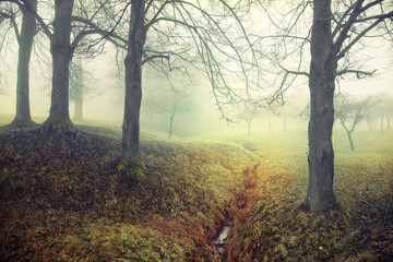 Mysterious foggy scene