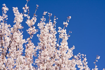 White blossom against a deep blue sky