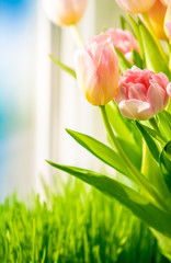 Closeup shot of tulips on windowsill against blue sky