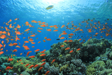 Fototapeta na wymiar Ryb i raf koralowych pod wodą